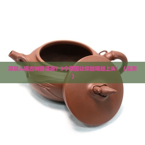 深圳人喝古树普洱茶