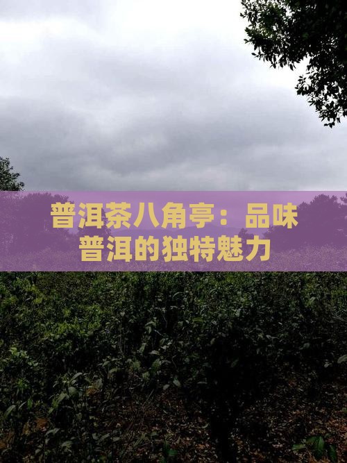 知青普洱茶八角亭怎么样