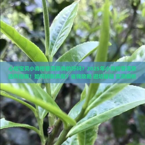 心柑宝贝小青柑普洱茶