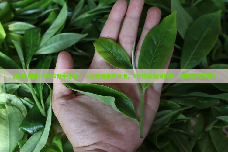 斗记普洱茶秋风清