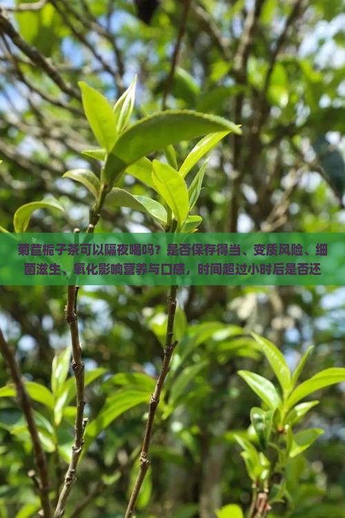 菊苣栀子茶可以隔夜喝吗