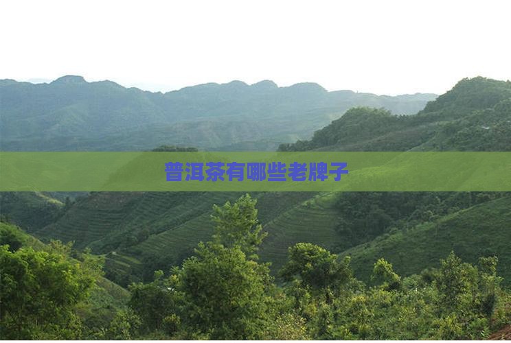 普洱茶有哪些老牌子