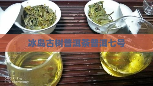 冰岛七号古树茶