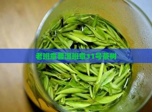 老班章31号茶树