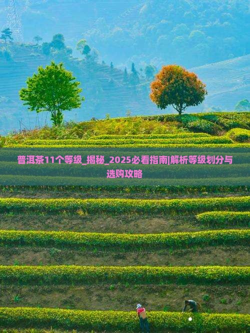 普洱茶11个等级