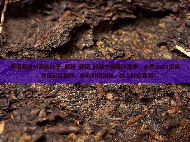 普洱茶古树茶的叶子