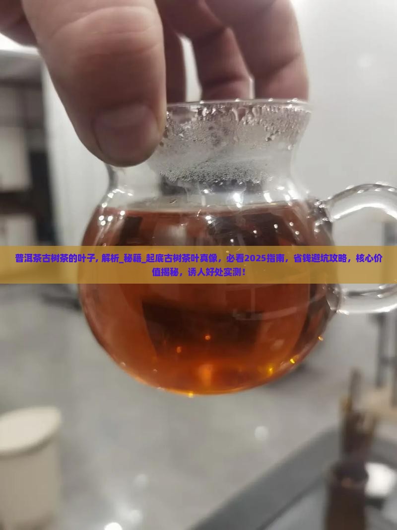 普洱茶古树茶的叶子