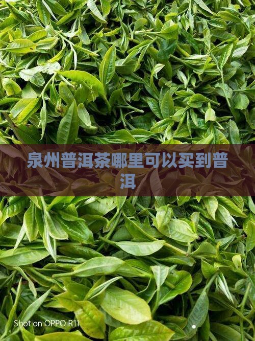 泉州哪里可以买到普洱茶