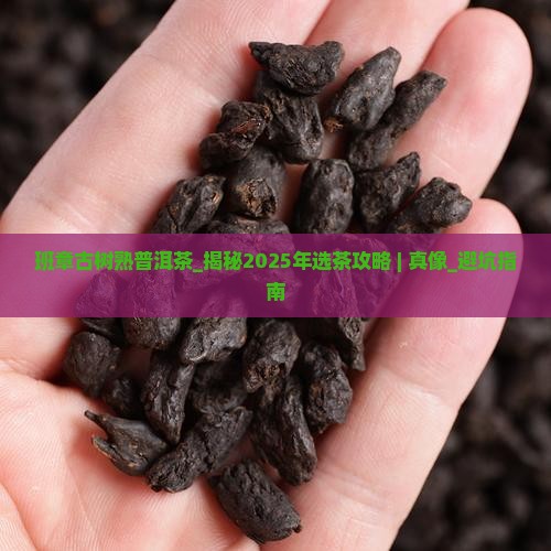 班章古树熟普洱茶