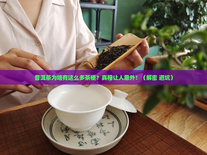 普洱茶为什么有很多茶梗