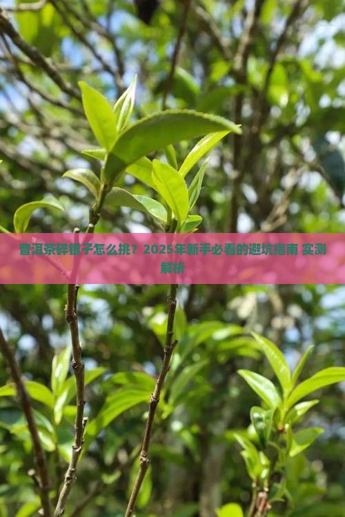 普洱茶碎银子怎么分好坏
