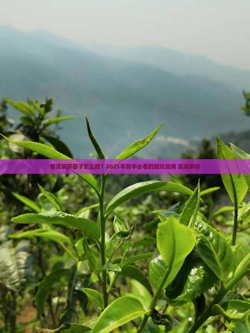普洱茶碎银子怎么分好坏