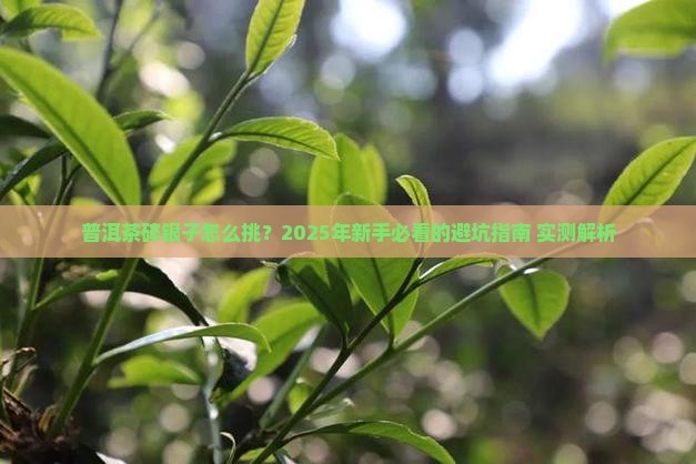 普洱茶碎银子怎么分好坏