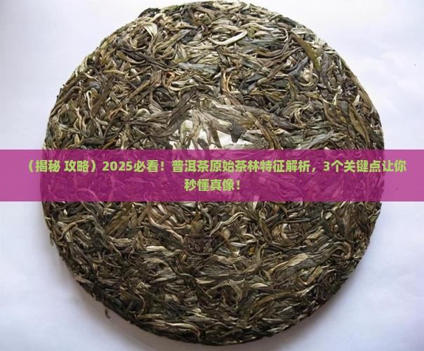 普洱茶原始茶林特征是什么