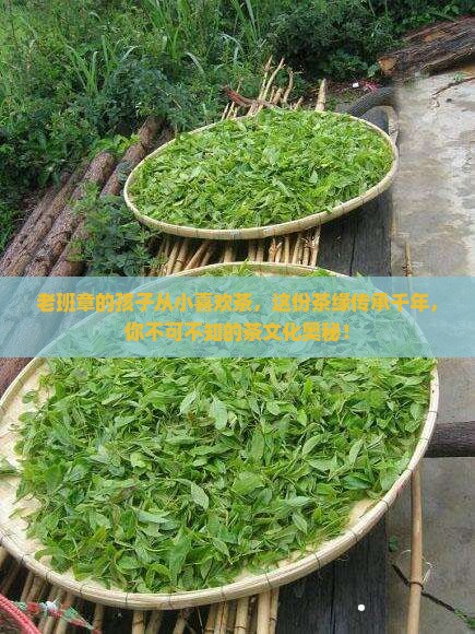 老班章的孩子从小喜欢茶