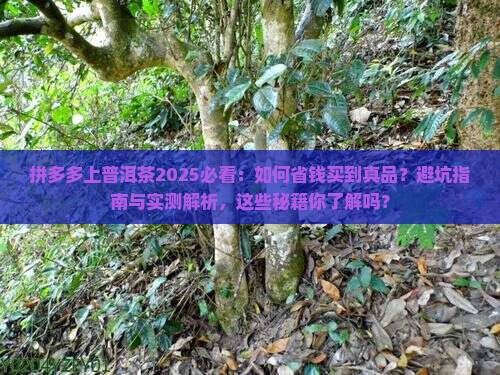 拼多多上普洱茶