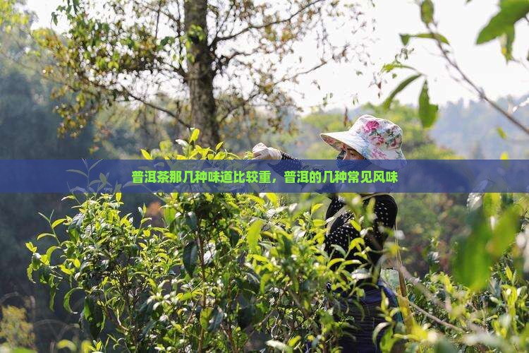 普洱茶那几种味重