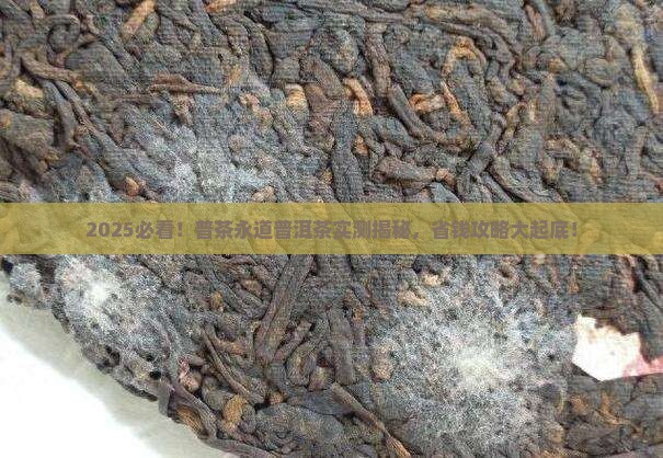 普茶永道普洱茶