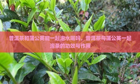 普洱茶和蒲公英能一起泡水喝吗