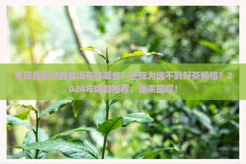 东莞品质好的普洱茶有哪些