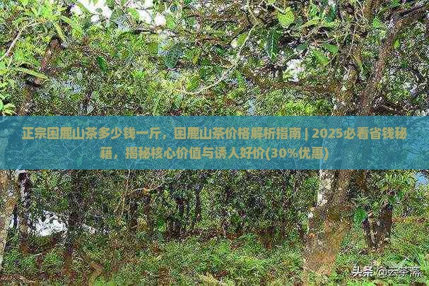 正宗困鹿山茶多少钱一斤