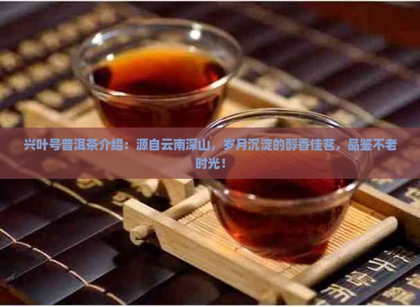 兴叶号普洱茶介绍