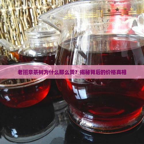老班章茶树为什么那么贵