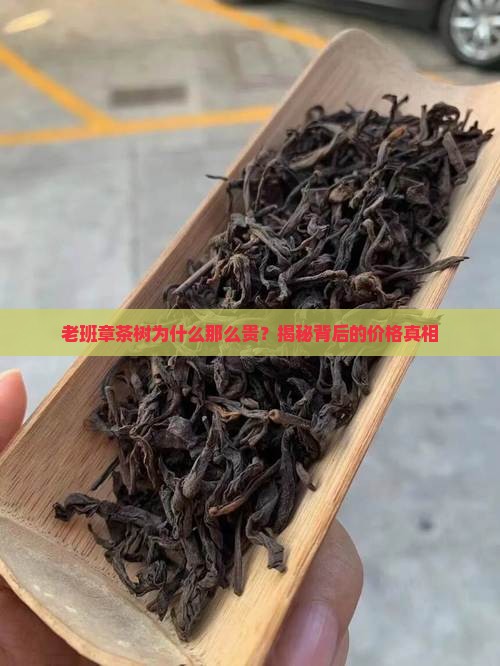 老班章茶树为什么那么贵