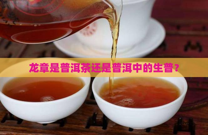 龙章是生普还是熟普洱茶