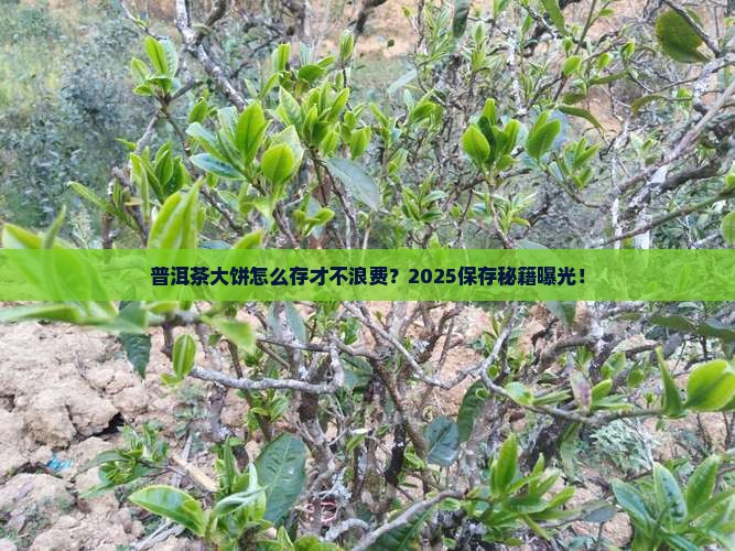普洱茶大饼怎样保存好