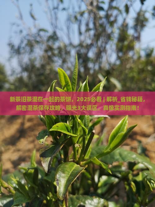 新茶旧茶混在一起的茶饼