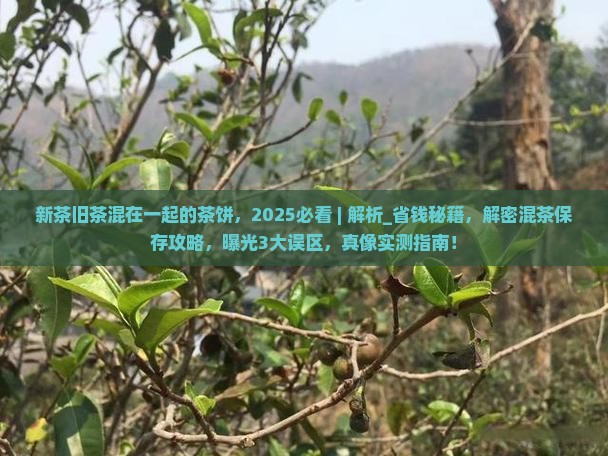 新茶旧茶混在一起的茶饼