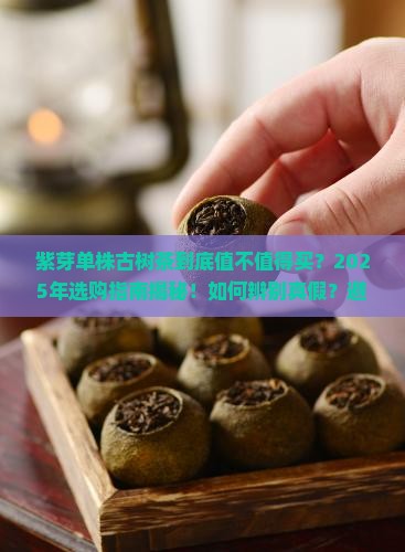 紫芽单株古树茶