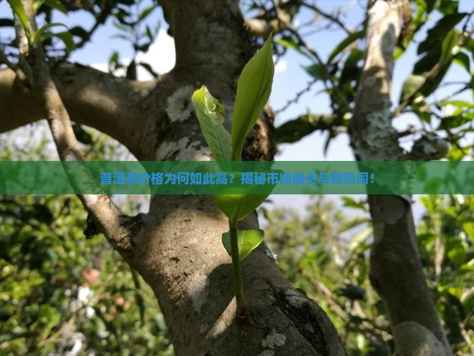 黑茶普洱茶价格