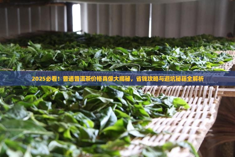 现在普通普洱茶价格