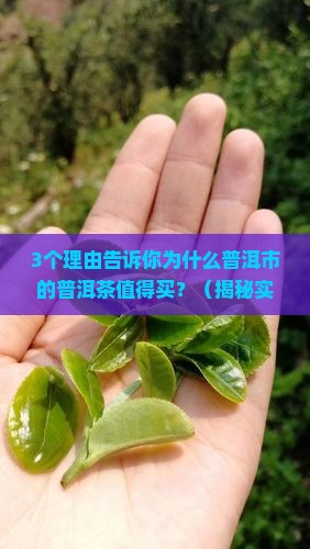 普洱市的普洱茶怎么样