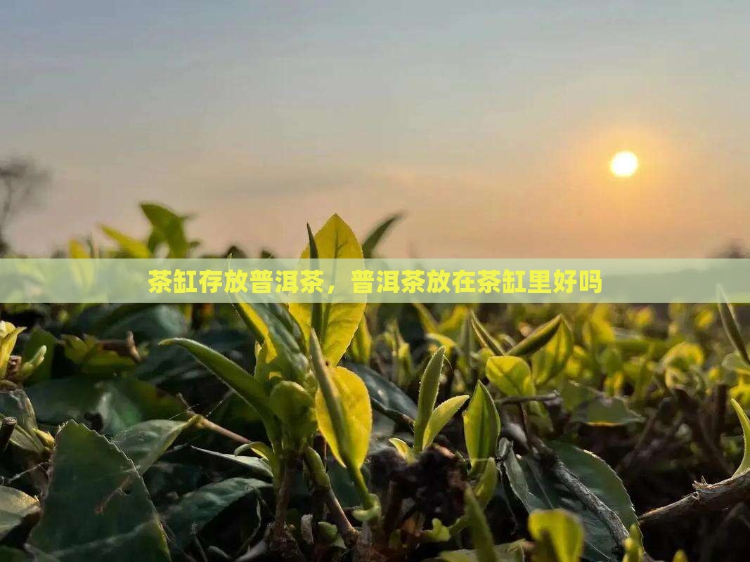 熟普洱茶放在茶缸里好吗