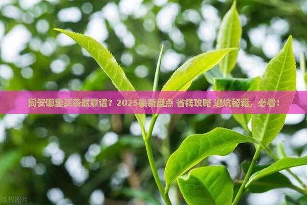 同安什么地方卖茶叶