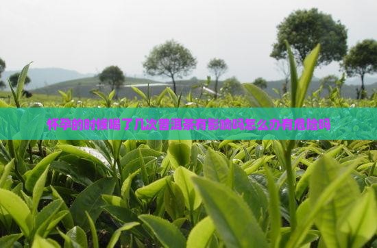 怀孕的时候喝了几次普洱茶