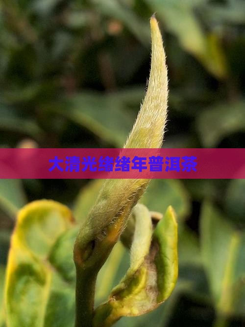 大清光绪25年普洱茶