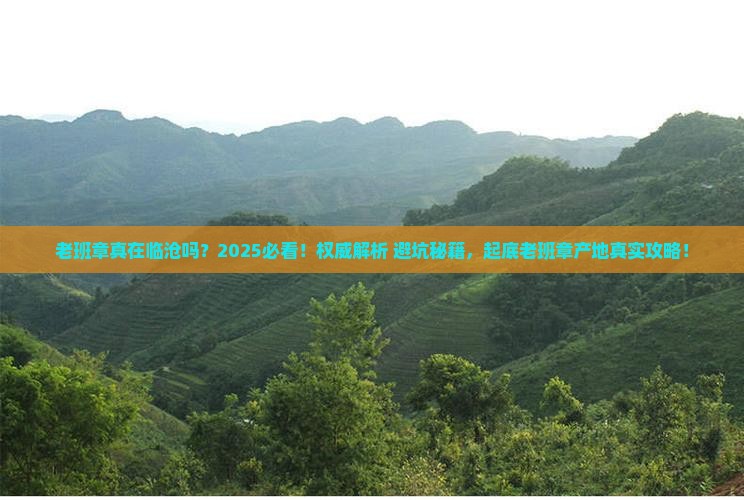 老班章在临沧地区吗