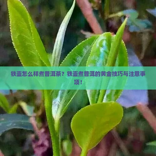 铁壶怎么样煮普洱茶
