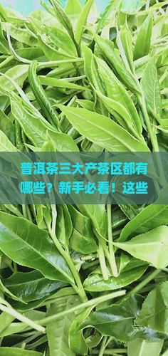 普洱茶三大产茶区都有哪些