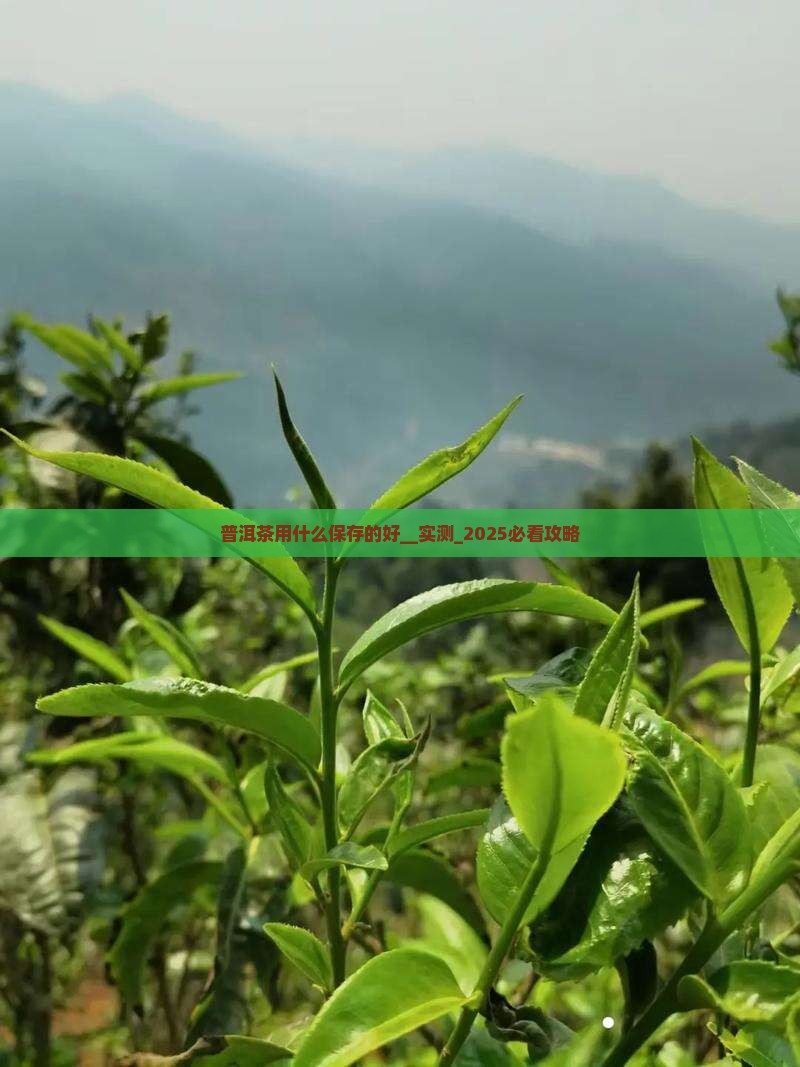 普洱茶用什么保存的好