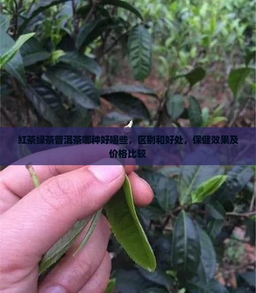 红茶绿茶普洱茶哪种好喝