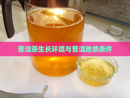 普洱茶生长环境地貌条件