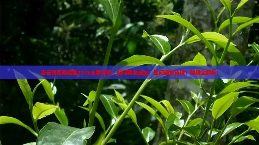 吉安普洱茶招商
