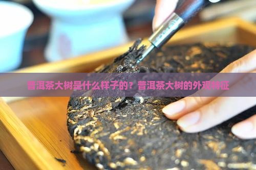 普洱茶大树是什么样子的