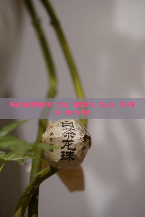 陈皮能配普洱茶吗