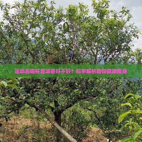 运动后喝杯普洱茶好不好
